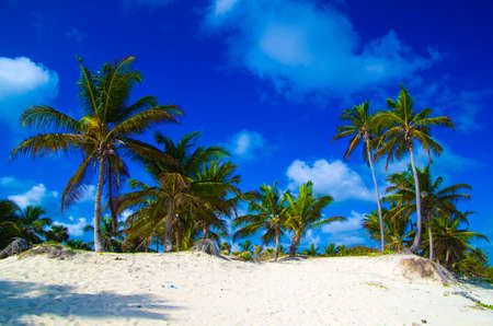 beach and tropical sea