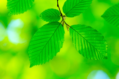 green leaves background in sunny dayの写真素材