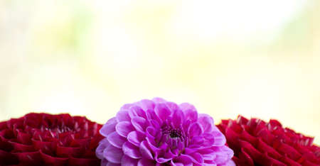 Pink dahlia in the gardenの写真素材