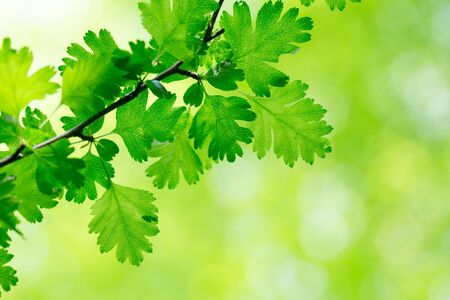 green leaves background in sunny dayの写真素材