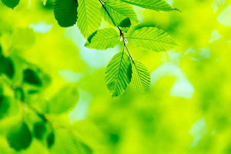 green leaves background in sunny day