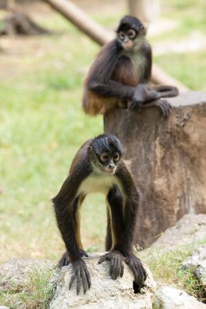 Spider monkey on a treeの写真素材