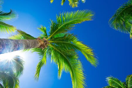 Palm tree on the sky