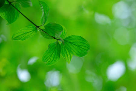 green leaves background in sunny dayの写真素材