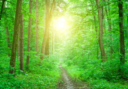 morning sun in the green forestの写真素材