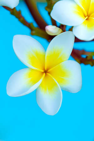 Frangipani flowers on a tree in the gardenの写真素材