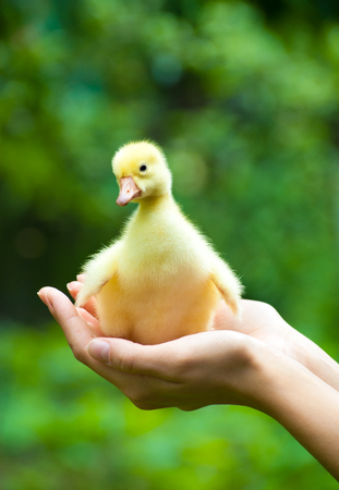 Little yellow duckling on human handsの写真素材