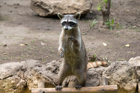 Raccoon sitting and staring intentlyの写真素材