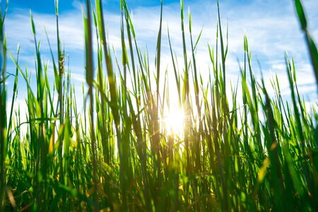 background with grass in the field