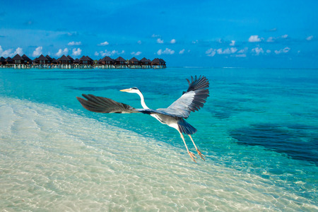 White tropical beach in Maldives with few palm trees and blue lagoonの写真素材