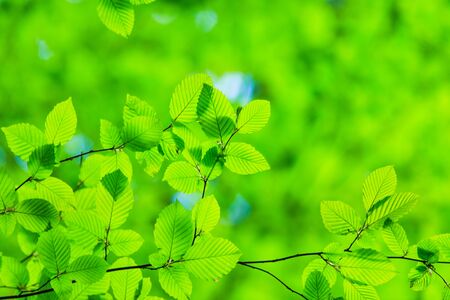 green leaves background in sunny day