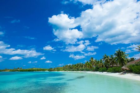Palm and tropical beach
