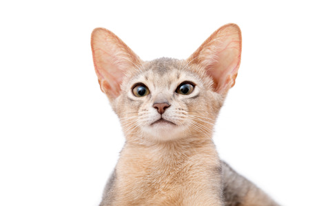 Abyssinian kitten on white backgroundの写真素材