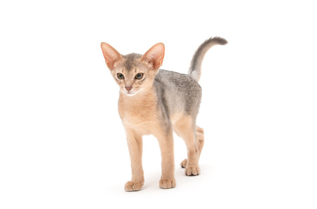 Abyssinian kitten on white backgroundの写真素材