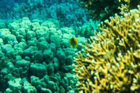 Tranquil underwater scene with copy spaceの写真素材