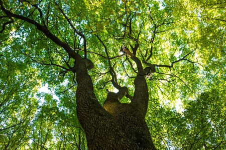 Green forest branches in a woodの写真素材