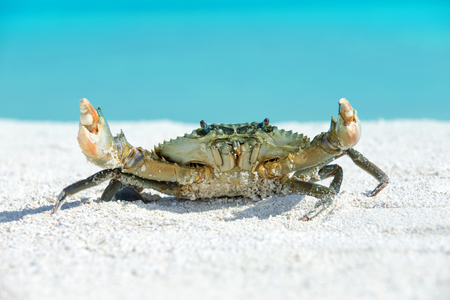 crab on beachの写真素材