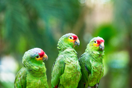parrot bird sitting on the perchの写真素材