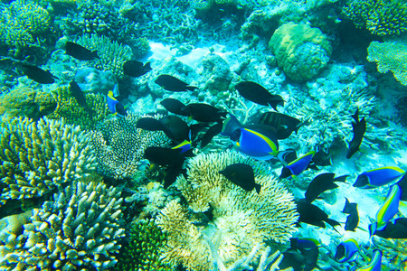 underwater scene with copy space