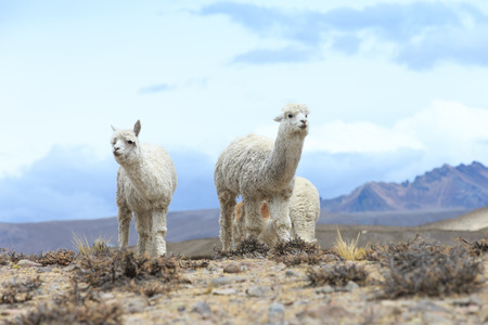 lamas in Andes,Mountains, Peruの写真素材