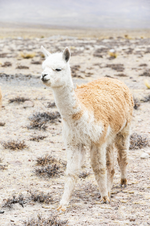 lamas in Andes,Mountains, Peruの写真素材