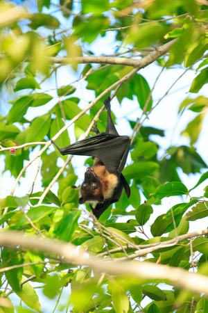 Bat hanging on a tree branch Malayan bat