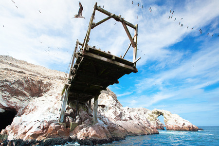 Birds in Ballestas Island (Paracas/Pisco, Peru)の写真素材