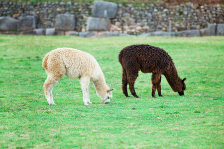 lamas in Andes,Mountains, Peruの写真素材