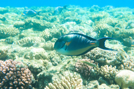 Tranquil underwater scene with copy space