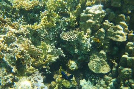 Tranquil underwater scene with copy space
