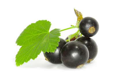 Black currant on the white backgroundの写真素材