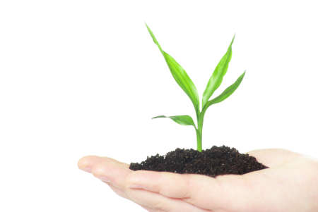 hands holding green small plantの写真素材