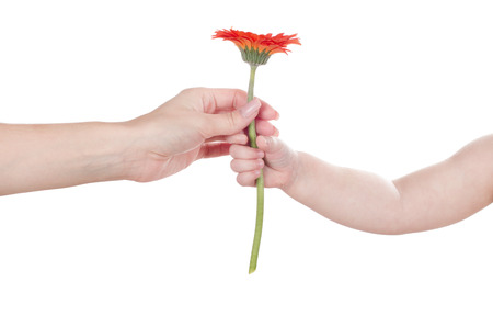 baby hand holding red flowerの写真素材