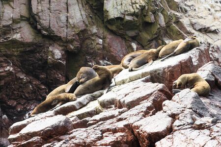 Sea lions fighting for a rock in the peruvian coast at Ballestas islands Peruの写真素材
