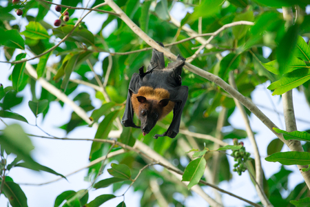 Bat hanging on a tree branch Malayan batの写真素材