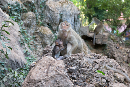 Mother monkey with baby monkey with green background