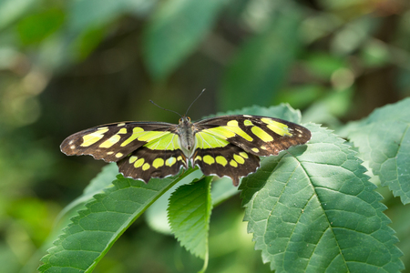 Butterfly on leave, nature backgroundの写真素材