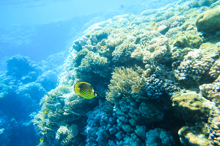Tranquil underwater scene with copy spaceの写真素材