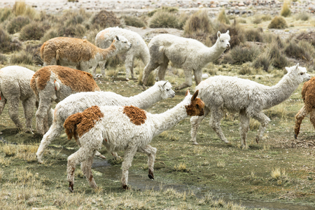 lamas in Andes,Mountains, Peruの写真素材