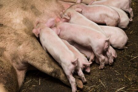 small pigs in the farmの写真素材