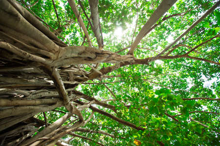 Green tree with branches and leavesの写真素材