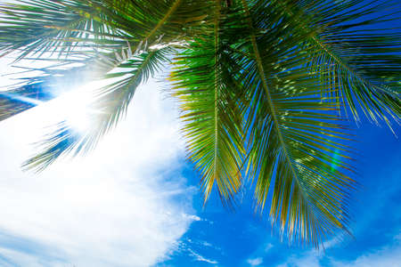 palm trees in the blue sunny sky