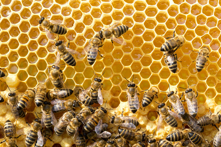 Close up view of the working bees on honeycellsの写真素材
