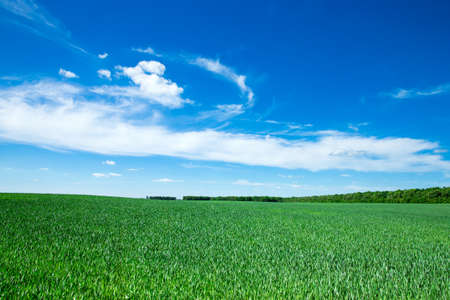 field of grass and perfect skyの写真素材