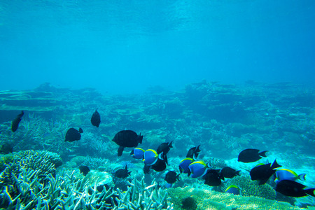 Underwater world landscape