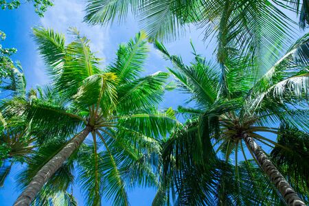 Coconut palm trees, beautiful tropical backgroundのeditorial素材