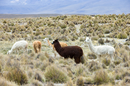 lamas in Andes,Mountains, Peruの写真素材