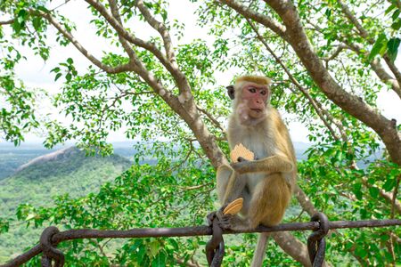 monkey on a treeの写真素材