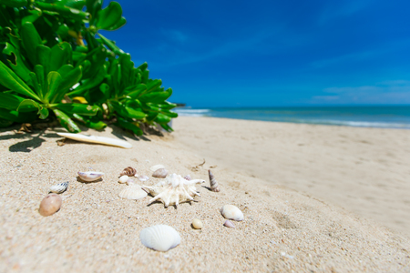 Shells on sandy beachの写真素材