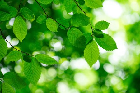 green leaves background in sunny day